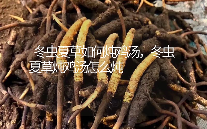 冬蟲夏草如何燉雞湯，冬蟲夏草燉雞湯怎么燉