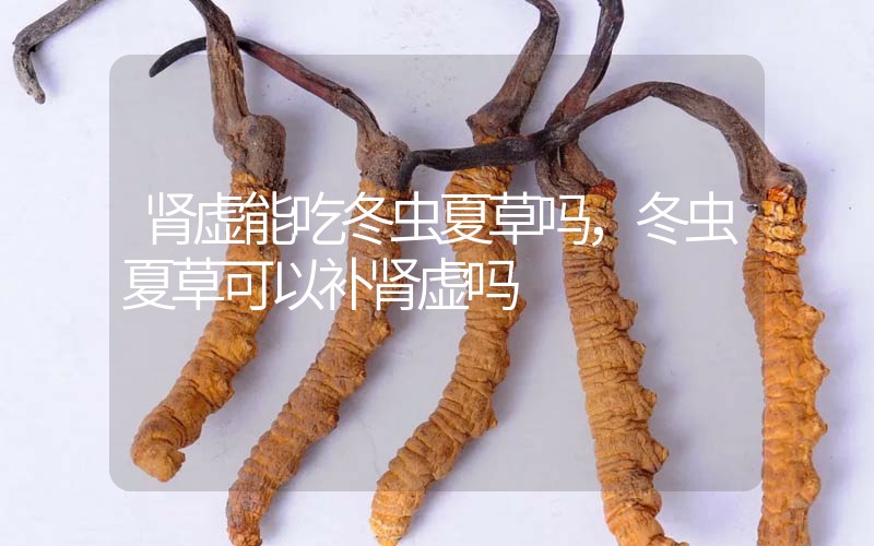 腎虛能吃冬蟲夏草嗎，冬蟲夏草可以補(bǔ)腎虛嗎？