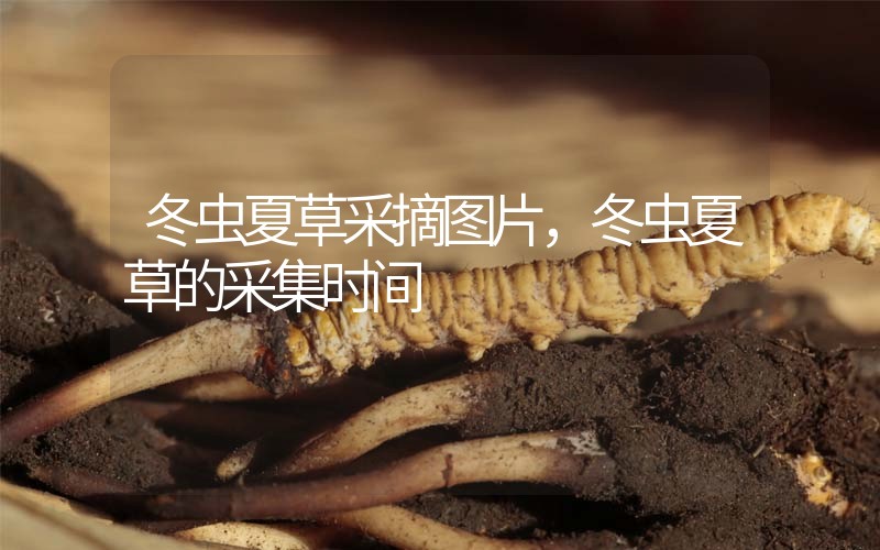 冬蟲夏草采摘圖片，冬蟲夏草的采集時間