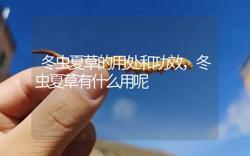 冬蟲夏草的用處和用法，冬蟲夏草有什么用呢