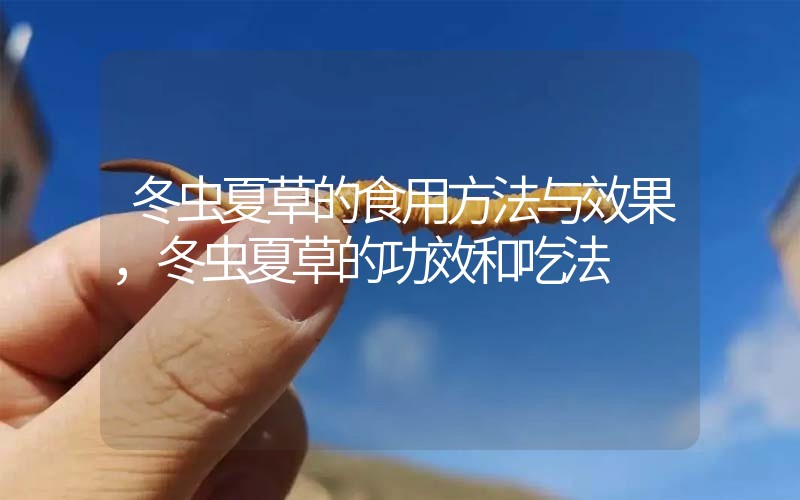 冬蟲夏草的食用方法與效果，冬蟲夏草的食用方法！