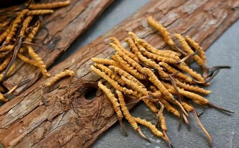 冬蟲(chóng)夏草多少錢(qián)一克，哪個(gè)地區(qū)的質(zhì)量比較可靠呢