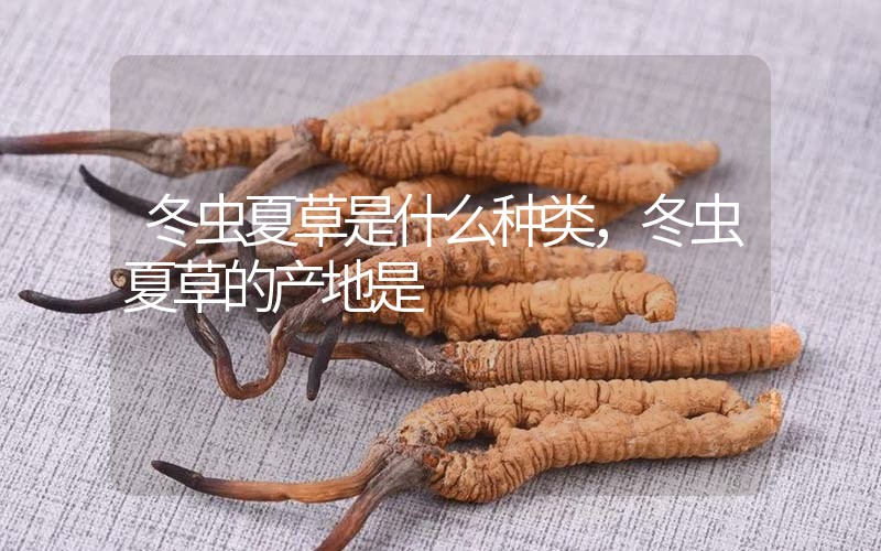 冬蟲夏草是什么種類，冬蟲夏草的產(chǎn)地是