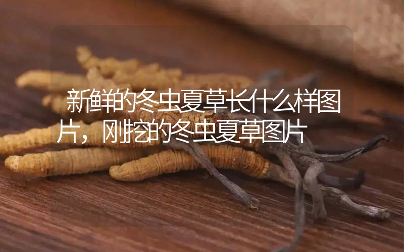 新鮮的冬蟲夏草長什么樣圖片，剛挖的冬蟲夏草圖片