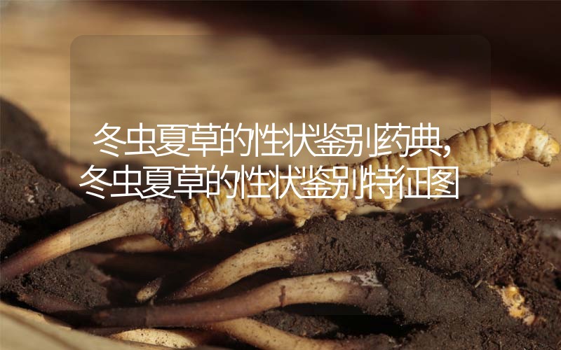 冬蟲夏草的性狀鑒別藥典，冬蟲夏草的性狀鑒別特征圖