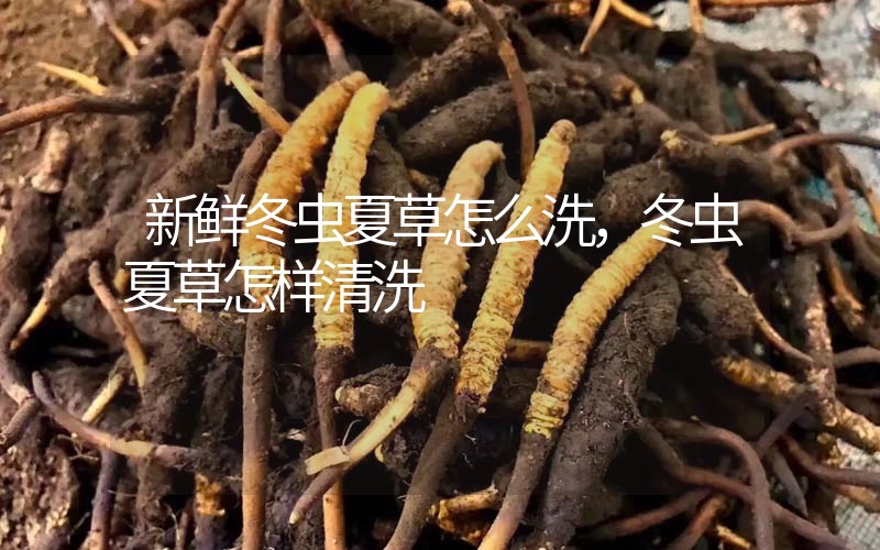 新鮮冬蟲夏草怎么洗，冬蟲夏草怎樣清洗
