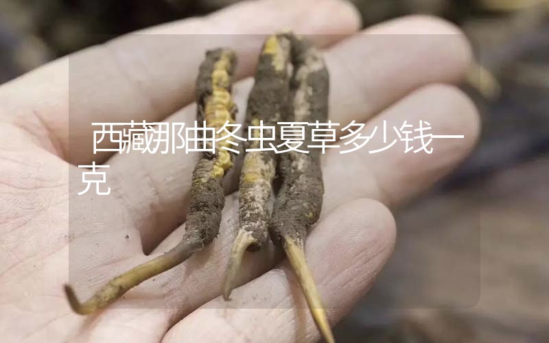 西藏那曲冬蟲夏草多少錢一克？