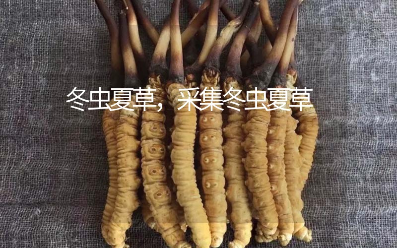 冬蟲夏草采挖時(shí)間，什么時(shí)候采集冬蟲夏草