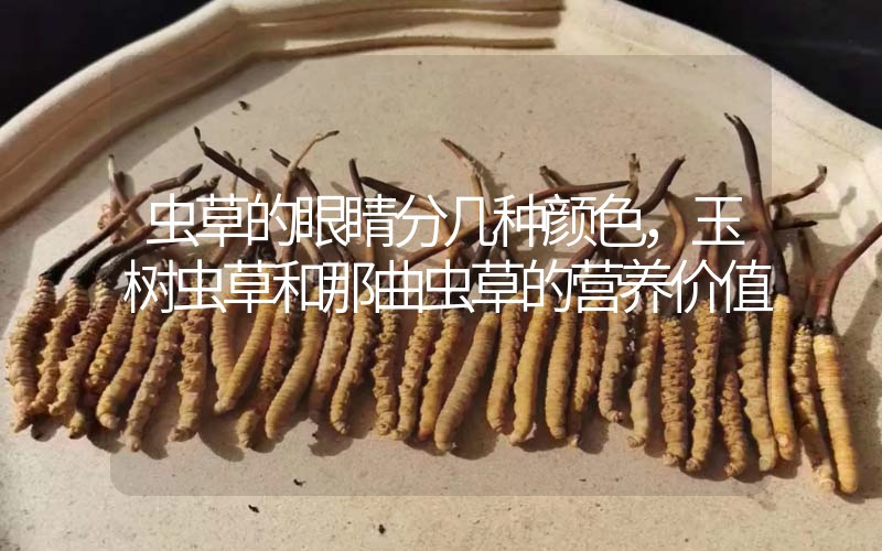 蟲草的眼睛分幾種顏色，玉樹蟲草和那曲蟲草的營養(yǎng)價(jià)值