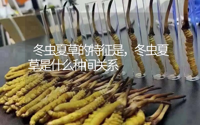 冬蟲夏草的特征是，冬蟲夏草是什么種間關(guān)系