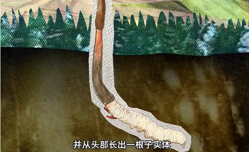 冬蟲夏草到底是蟲還是草？你猜到了嗎？