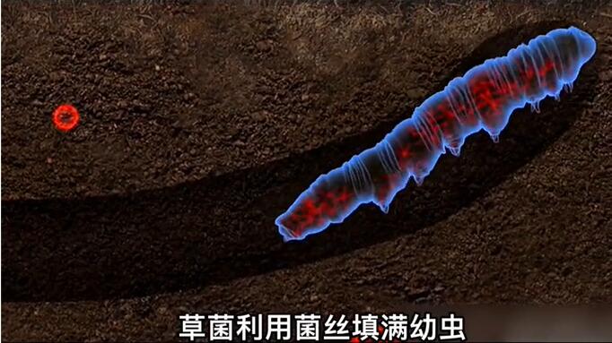 神奇的冬蟲夏草為什么能從蟲子變成草？它到底是怎么形成的呢？