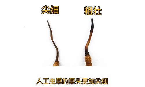 人工蟲草和野生蟲草如何分辨？人工冬蟲夏草怎么鑒別