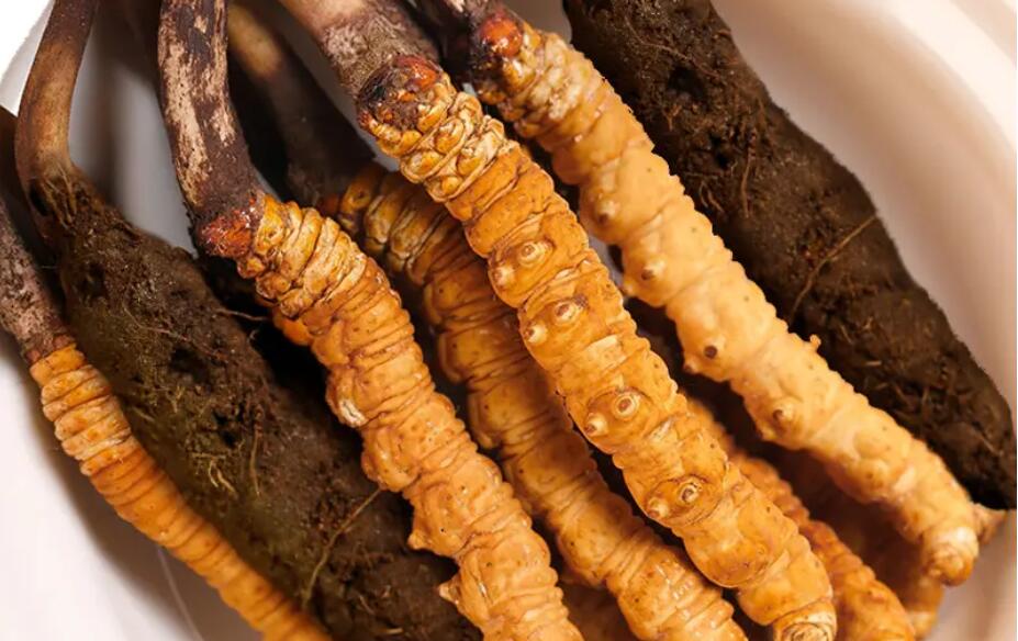 那曲野生冬蟲(chóng)夏草一根多少錢(qián)?