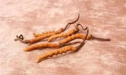 玉樹冬蟲夏草一斤多少錢？玉樹蟲草價(jià)格
