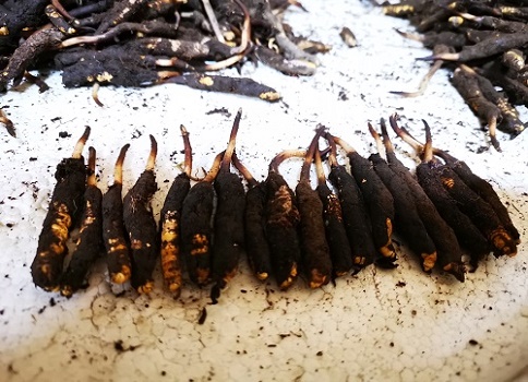 冬蟲夏草的作用是什么，有哪些比較好的吃法呢