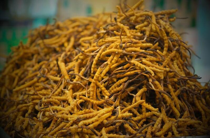 冬蟲夏草的產(chǎn)量為何一年不如一年呢？