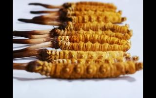 冬蟲(chóng)夏草粉和冬蟲(chóng)夏草含片的區(qū)別？