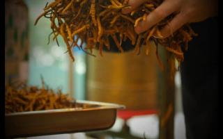 南方冬蟲夏草怎么防潮 不會(huì)變質(zhì)？