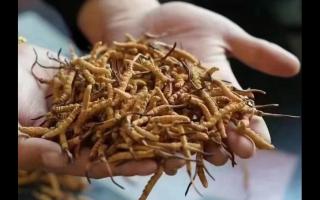 冬蟲夏草，體驗(yàn)來(lái)自高原的自然滋味