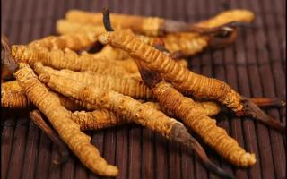 新鮮的冬蟲夏草怎么保存不會變質(zhì)？