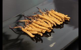 剛采挖出來(lái)的冬蟲(chóng)夏草怎么保存？