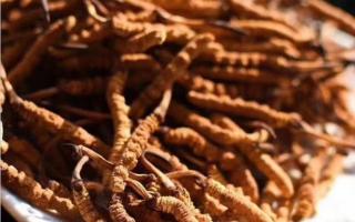 了解冬蟲夏草：起源、生長環(huán)境與特點！