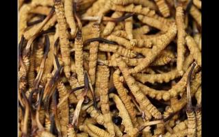 高品質(zhì)冬蟲夏草，全程人工采挖值得信賴！