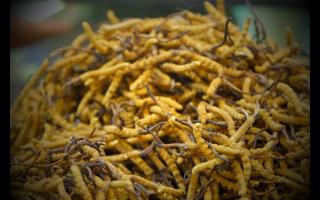 人工養(yǎng)殖的冬蟲(chóng)夏草和野生的有哪些區(qū)別？