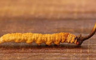 冬蟲夏草的大小眼色和蟲草品質(zhì)的關(guān)系！