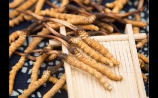 五個(gè)特征暴露冬蟲(chóng)夏草質(zhì)量?jī)?yōu)劣！