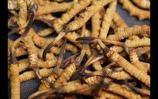 冬蟲夏草的產(chǎn)量為何一年不如一年呢？