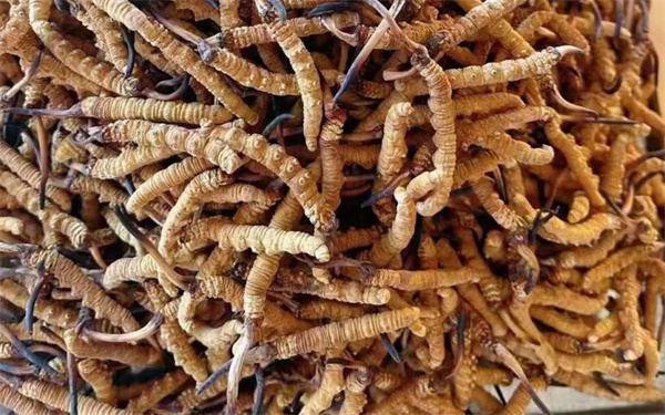 冬蟲夏草可以和番石榴一起吃嗎？
