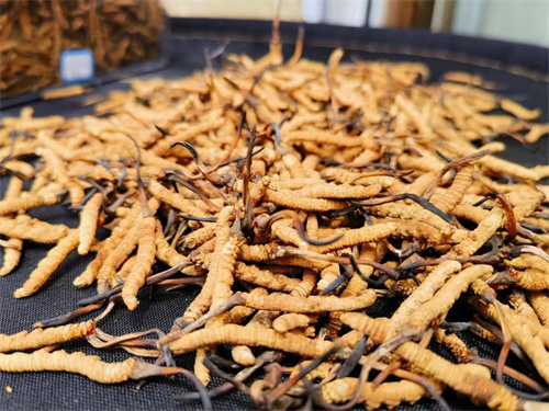 哪些人不能吃冬蟲(chóng)夏草？這5類人慎食冬蟲(chóng)夏草