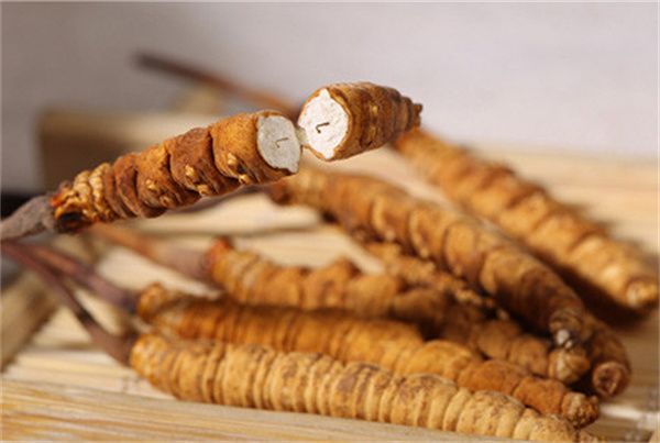 冬蟲(chóng)夏草怎么食用？冬蟲(chóng)夏草的食用指南