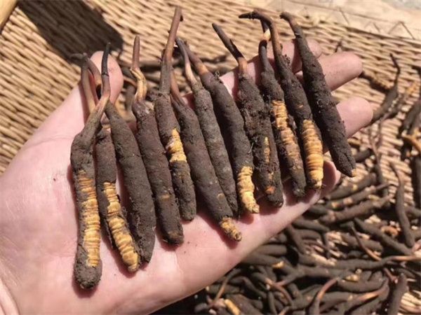 新鮮的冬蟲夏草怎么保存方法？讓珍貴之草保持活力