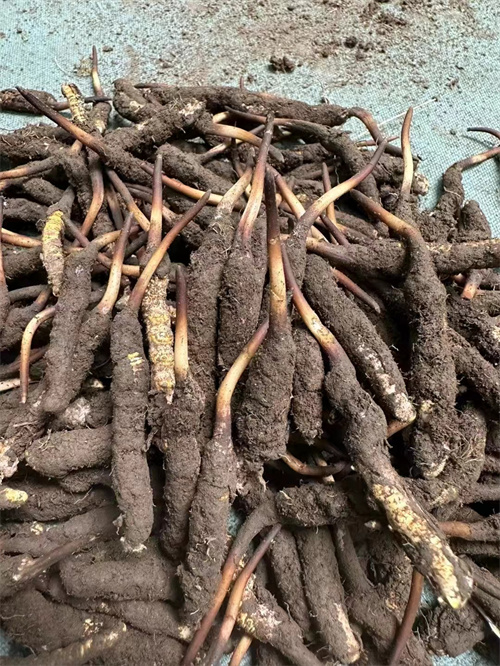 手術(shù)后能否食用冬蟲夏草？專家解答與術(shù)后康復(fù)建議