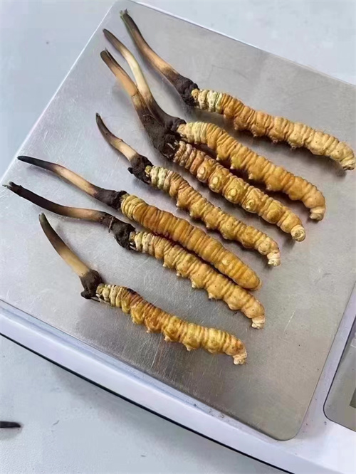 冬蟲夏草煮還是泡好？兩種食用方法的對比分析
