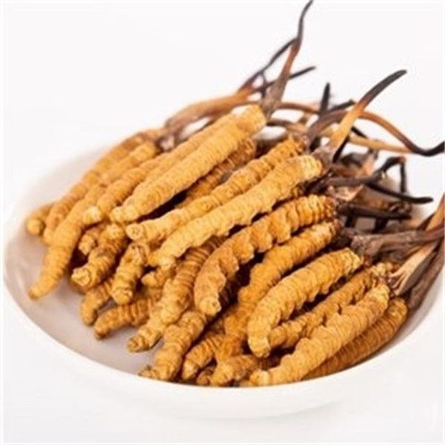 真的冬蟲夏草什么價(jià)格？冬蟲夏草價(jià)格的波動(dòng)與市場(chǎng)影響因素