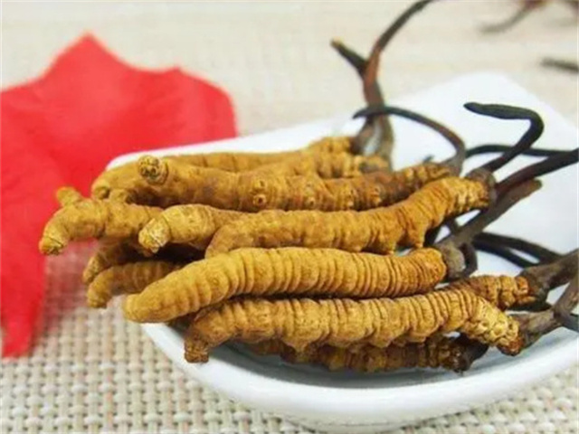 冬蟲(chóng)夏草怎么食用？冬蟲(chóng)夏草的4種食用方法