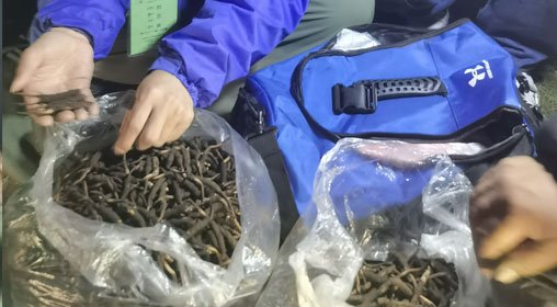 新鮮那曲蟲草多少錢一根？揭秘冬蟲夏草的價格密碼