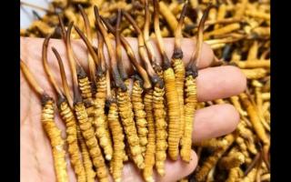 珍草王冬蟲夏草是真的嗎？揭秘珍稀藥材的真相