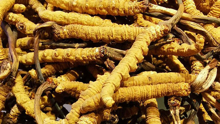 冬蟲夏草是什么味道？揭秘“軟黃金”的獨(dú)特風(fēng)味