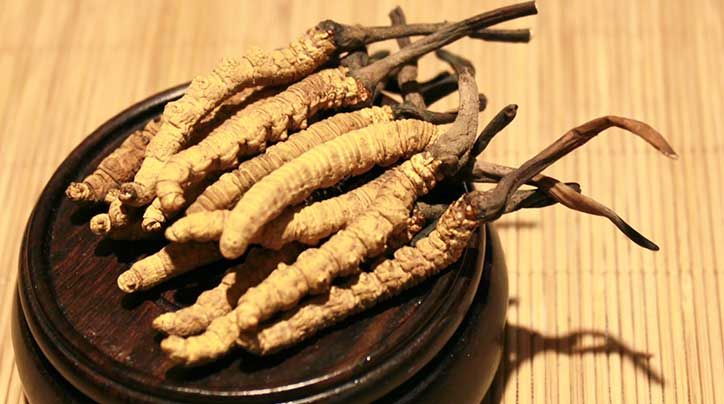 冬蟲(chóng)夏草的價(jià)格一克：為何如此昂貴？