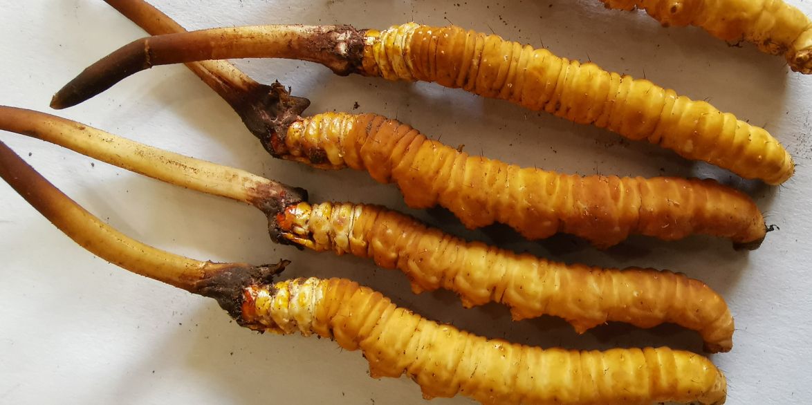 冬蟲夏草泡酒最佳配方：滋補養(yǎng)生，強身健體