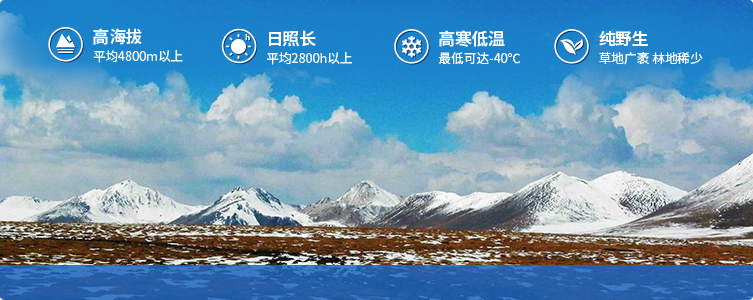 為什么說(shuō)西藏那曲的冬蟲(chóng)夏草，是品質(zhì)最好的蟲(chóng)草！