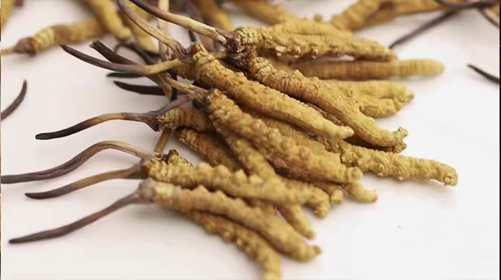 水溫決定營養(yǎng)！冬蟲夏草鮮草泡水溫度全解析?