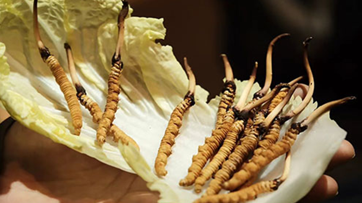 冬蟲夏草：干草與鮮草的終極對比，哪種更適合你？