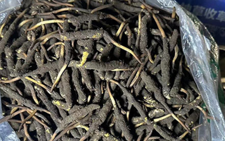 冬蟲夏草可以吃鮮的嗎？一文為你揭秘
