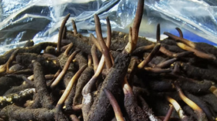 冬蟲夏草鮮草能不能泡酒？科學(xué)解析與實(shí)用指南